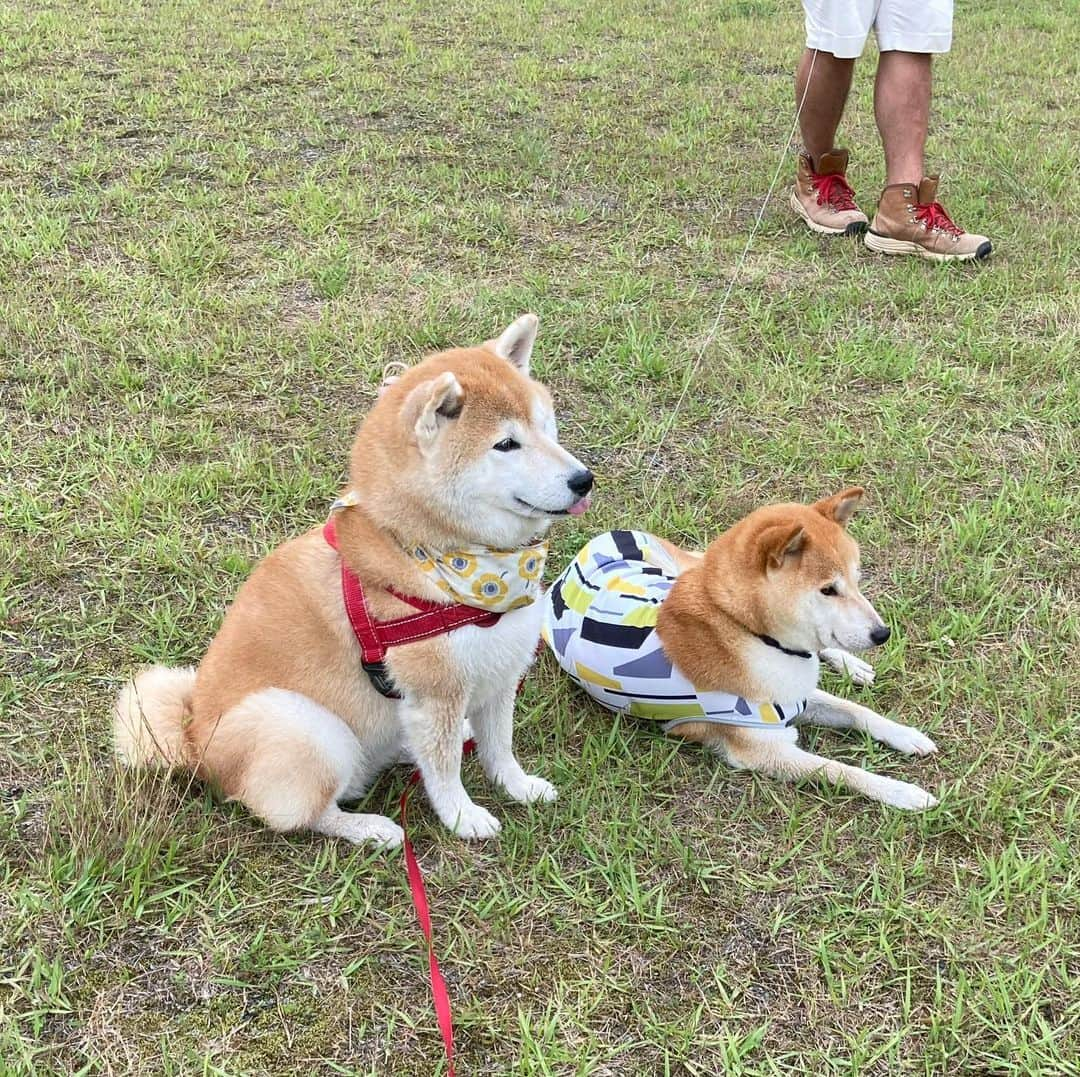 てんパパさんのインスタグラム写真 - (てんパパInstagram)「週末の春ちゃんとの再会。 てんこのはしゃぎっぷりが嬉しくて仕方ない飼い主でした。 #春てん　#宮ヶ瀬湖畔園地」6月29日 19時34分 - tenchan.shiba