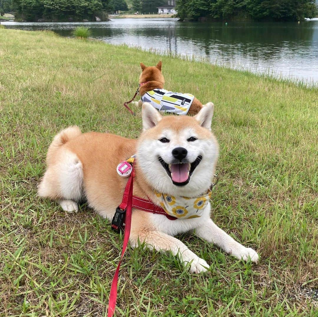 てんパパさんのインスタグラム写真 - (てんパパInstagram)「週末の春ちゃんとの再会。 てんこのはしゃぎっぷりが嬉しくて仕方ない飼い主でした。 #春てん　#宮ヶ瀬湖畔園地」6月29日 19時34分 - tenchan.shiba