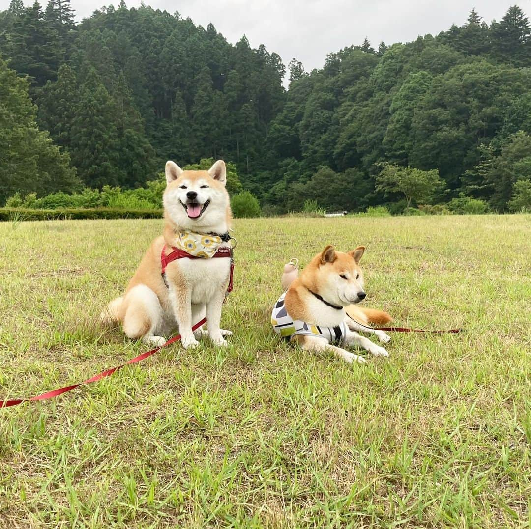 てんパパさんのインスタグラム写真 - (てんパパInstagram)「週末の春ちゃんとの再会。 てんこのはしゃぎっぷりが嬉しくて仕方ない飼い主でした。 #春てん　#宮ヶ瀬湖畔園地」6月29日 19時34分 - tenchan.shiba