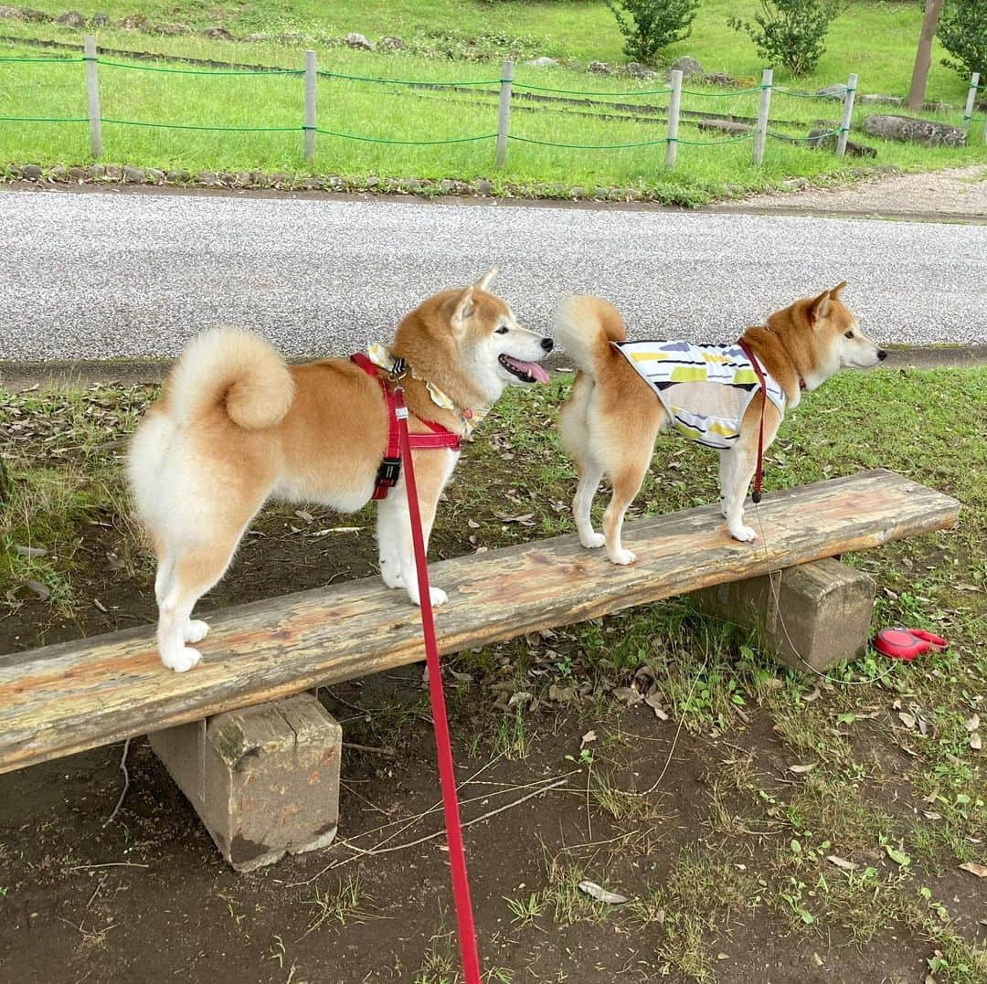 てんパパさんのインスタグラム写真 - (てんパパInstagram)「週末の春ちゃんとの再会。 てんこのはしゃぎっぷりが嬉しくて仕方ない飼い主でした。 #春てん　#宮ヶ瀬湖畔園地」6月29日 19時34分 - tenchan.shiba