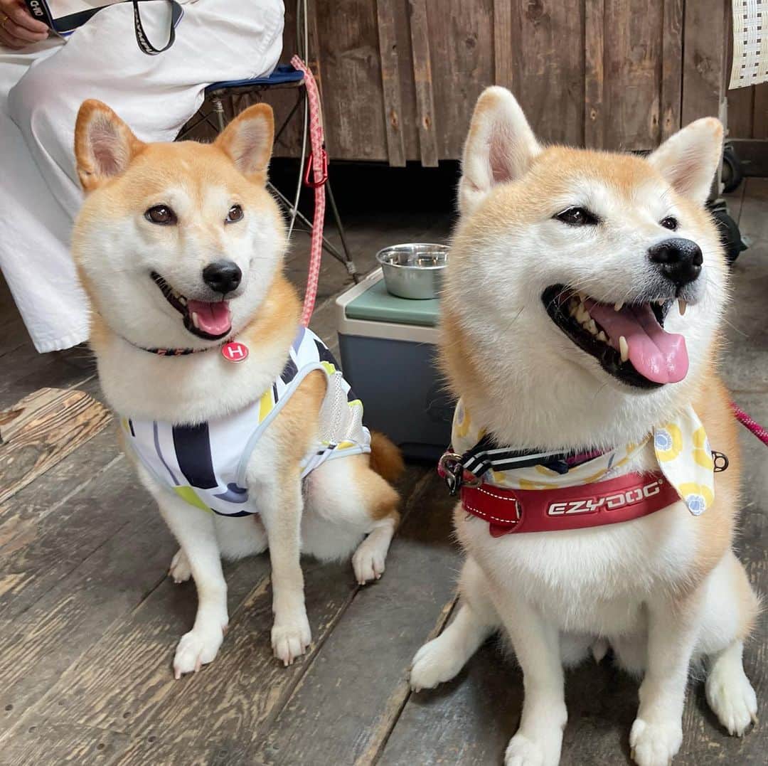 てんパパのグルメインスタ