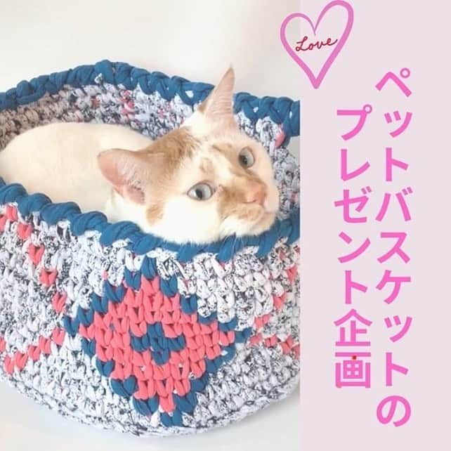 コテツさんのインスタグラム写真 - (コテツInstagram)「2020/6/29 すっぽり入れるのアタチ @sweet_dream_pet_baskets  7月にバスケットのプレゼント企画予定だそうです🎵 . #sweet_dream_pet_baskets . . #ねるこ家族記念日2020」6月29日 20時00分 - kotetuchan