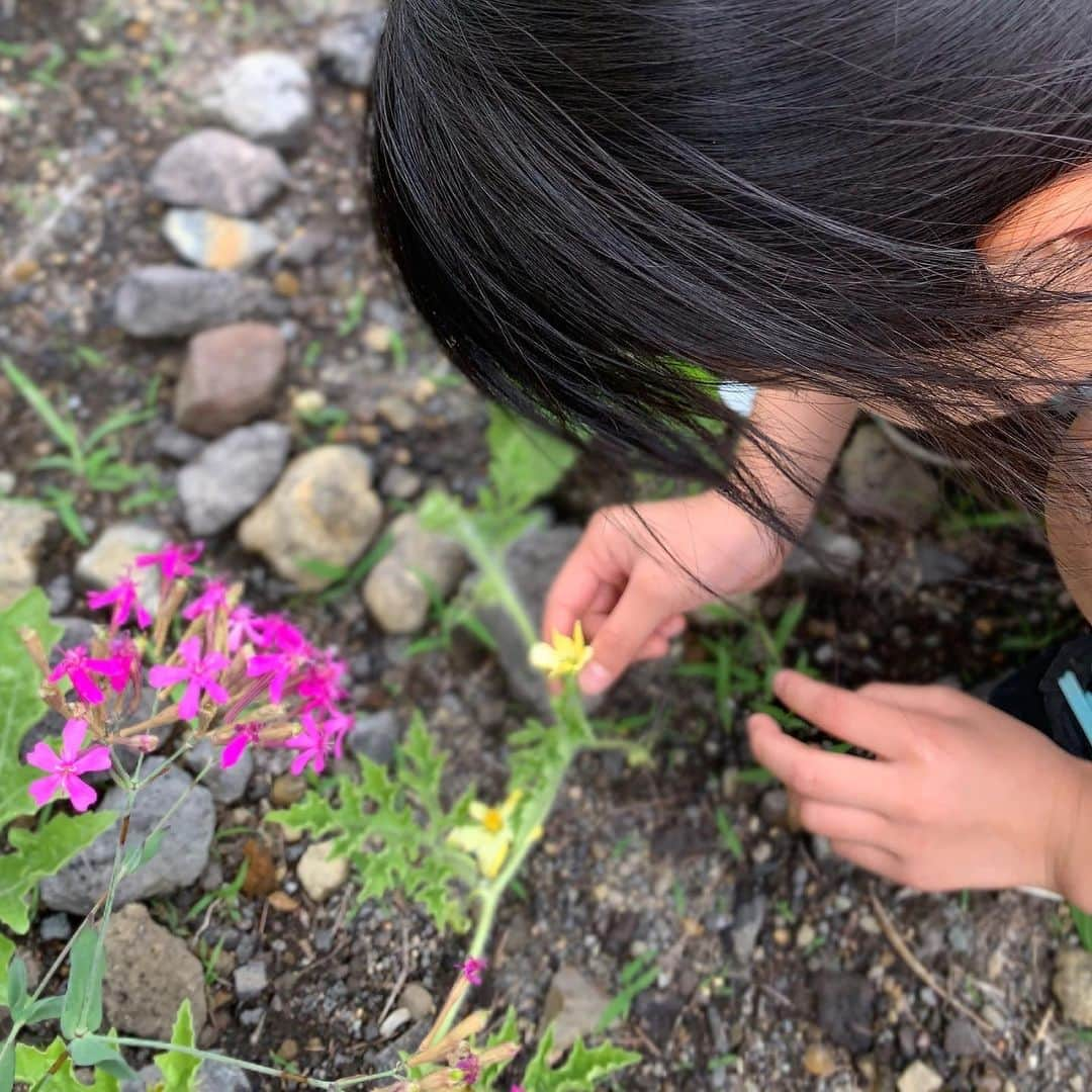 Kids Of Ninjaのインスタグラム：「スイカ🍉の花が咲きました🌼 ちゃんと赤ちゃんスイカがついてる✨ パパがスイカ大好きで今年は苗を植えてみました😆 . . ✼••┈┈••✼••┈┈••✼••┈┈••✼••┈┈••✼ #一年生 #スイカの花 #子供との大切な時間 #きょうの娘 #成長記録 #子育てグラム #ママライフパパママ #インスタキッズ #コドモノ #コズレ #子育て中ママ #女の子ママ #男の子ママ #子育てあるある #9歳ママ #6歳ママ #兄妹ママ #ママライフカメラ #親バカ部 #スマイル育児 #子どもと暮らす #ワーママ #アラフォーママと繋がりたい #育児アカウント #子供かいる生活 #子供のいる暮らし #ママリ #まますたぐらむ #kodomo #love_kodomo_japan」