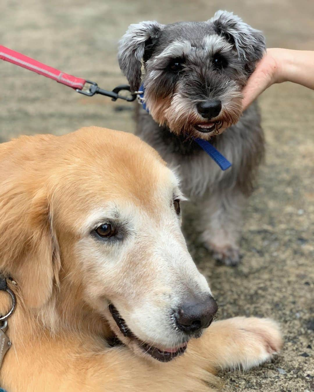 tamatamagoさんのインスタグラム写真 - (tamatamagoInstagram)「Mamiao and summer 😊 . .  わーい🙌🏻 初めてサマーちゃんのお顔を くっきり撮れた😆😆🎉 可愛いでしょ〜😍😍😍 . .  #ミニチュアシュナウザー  #ゴールデンレトリバー  #miniatureschnauzer  #goldenretriever . .  #ながーい雨季 . .  2020/06/29」6月29日 20時26分 - tamatamago