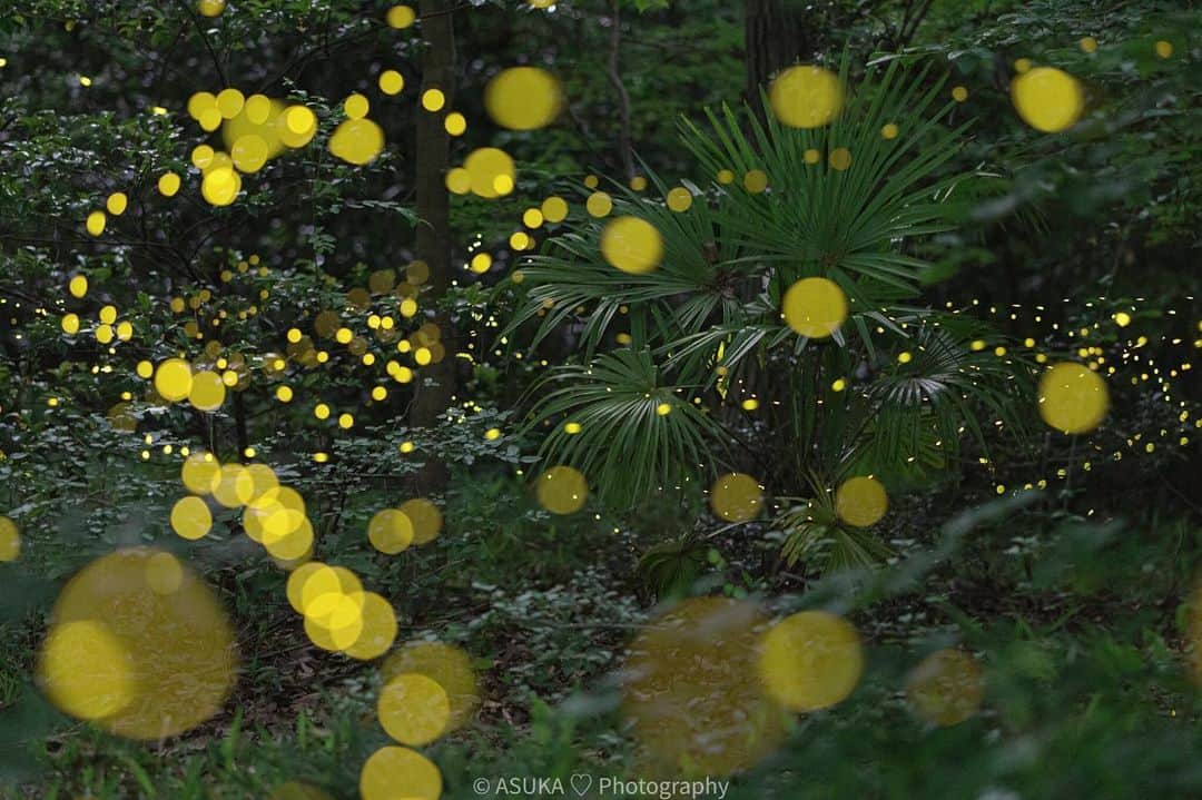 Asuka（明日香）のインスタグラム：「*﻿ *﻿ Yellow fairy 🧚‍♂️💛﻿ *﻿ *﻿ しげったところはヒメパラダイス﻿ これは8枚を比較明合成しています﻿ ﻿ α7RIII × FE85mm F1.8﻿ TFC-34L MK2 × BH-55﻿ *﻿ *﻿ #名古屋 ﻿ #ヒメボタル ﻿ #姫蛍 ﻿ #蛍 ﻿ #ホタル ﻿ #firefly ﻿ #夜景 ﻿ #nightview ﻿ #lightningbugs ﻿ #α7rii﻿ #α7R3﻿ #風景 ﻿ #sonyalpha ﻿ #SonyImages﻿ #sony﻿ #japan﻿ #MyRRS﻿ #reallyrightstuff﻿ #fstopgear﻿ #yourshotphotographer」