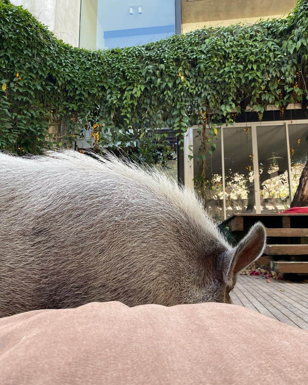 Jamonのインスタグラム：「How did your Monday start? Here everything’s great! Eating, sleeping and repeating!  #jamonthepig #pig #pigs #pet #pets #eatsleeprepeat #mondaymood」