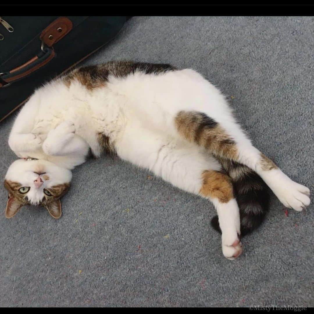 Misty The Moggieのインスタグラム：「I melted a little during the #heatwave 💦」