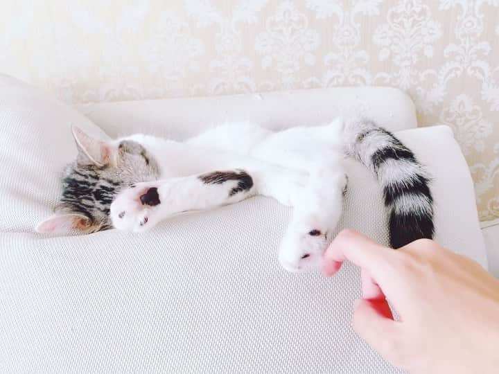 kinaxのインスタグラム：「. good night✨🌙 . . 6月ももうすぐ終わりだね。 今年は自粛期間があったからなのか 1年の半分が過ぎた実感があんまりないな。 . . 湿度が高めだけど、みんなもぐっすり眠れますように。 いい夢みてね！ . #kinaxvideo #猫バカ部 #保護猫 #なかなか起きない」