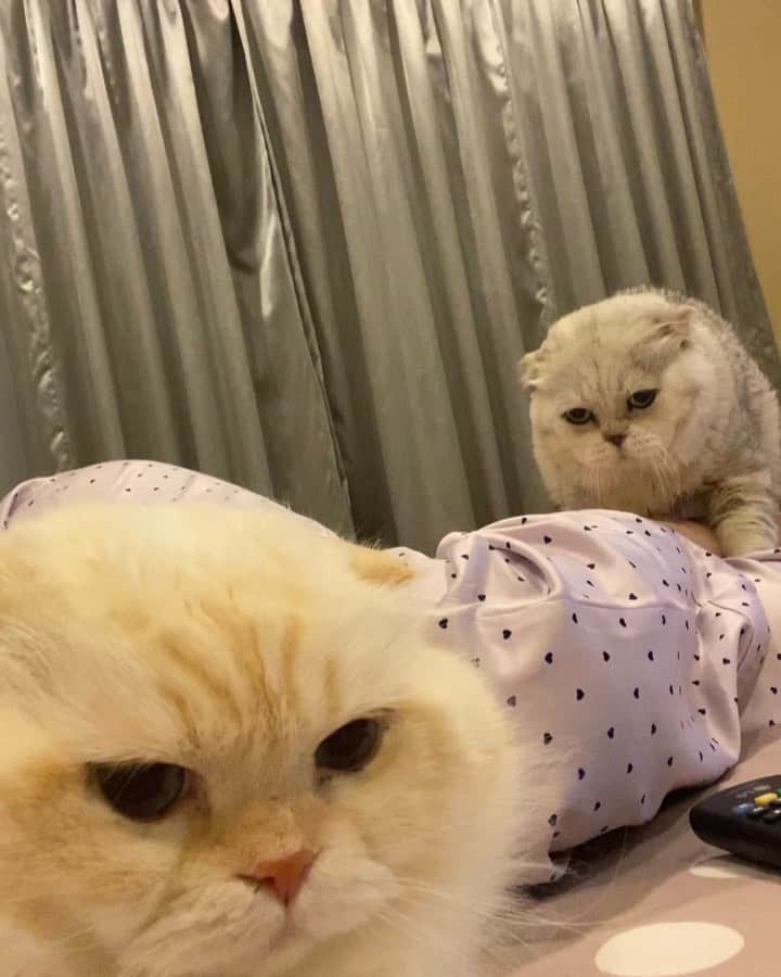 Haruのインスタグラム：「You are the one who always makes me smile. #ส่งยิ้มหวานให้กัน #เสมอ #haruthecat #gentleharper」