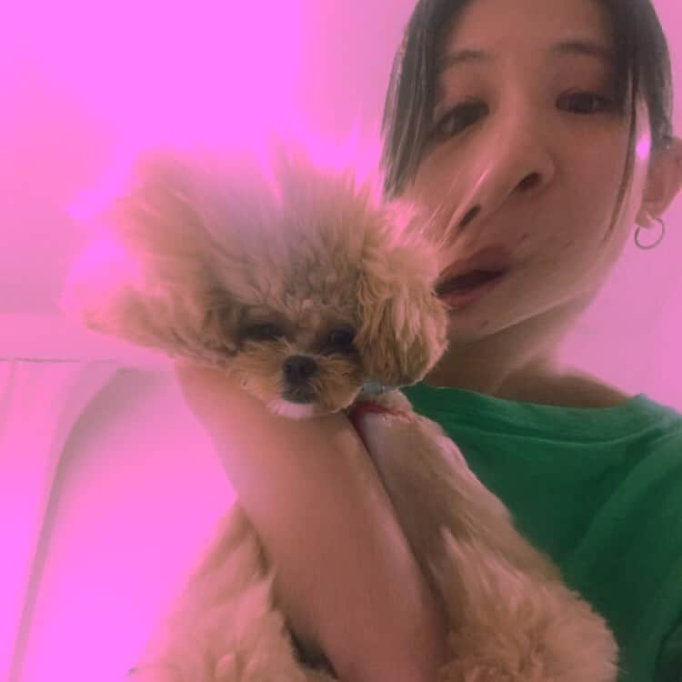 Manitasのインスタグラム：「おつかれparty #犬のいる暮らし #ペキプー」