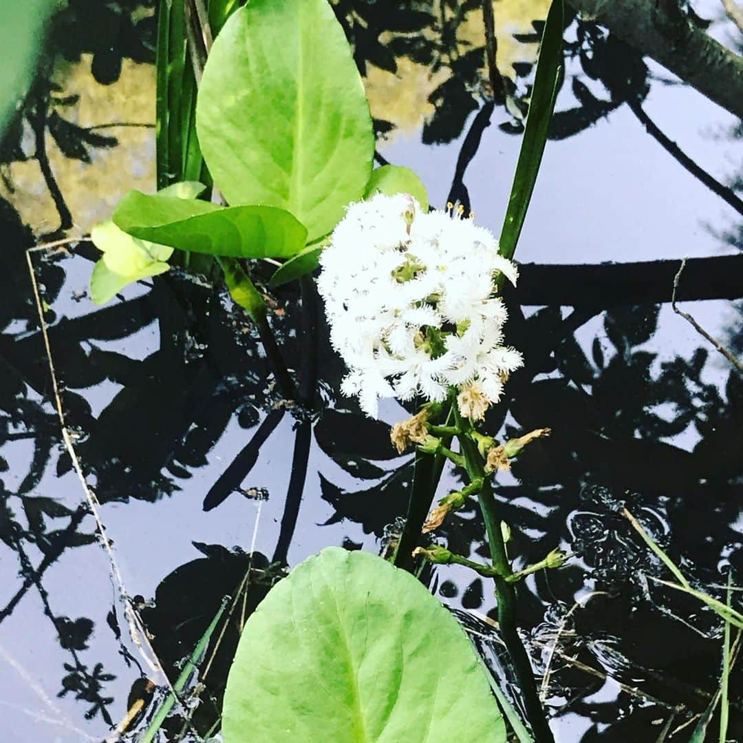 田中卓志さんのインスタグラム写真 - (田中卓志Instagram)「名前は忘れたけど、実家の池に咲く花。 日本でもこの花が観れる場所は凄く限られているらしい😯大人になってその貴重さを知る  #アンガールズ #アンガールズ田中 #なんていう花だろう  #誰か教えて #教えてえらいひと」6月29日 21時32分 - ungirls_tanaka