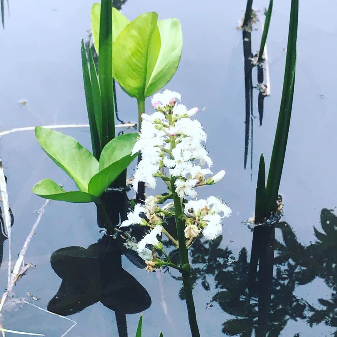 田中卓志さんのインスタグラム写真 - (田中卓志Instagram)「名前は忘れたけど、実家の池に咲く花。 日本でもこの花が観れる場所は凄く限られているらしい😯大人になってその貴重さを知る  #アンガールズ #アンガールズ田中 #なんていう花だろう  #誰か教えて #教えてえらいひと」6月29日 21時32分 - ungirls_tanaka
