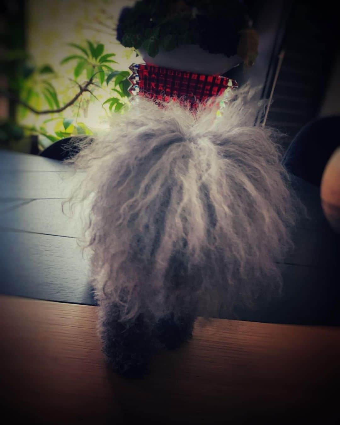 萬田久子さんのインスタグラム写真 - (萬田久子Instagram)「Who are you❓﻿ ﻿ #Who are you？﻿ #momo﻿ #dog﻿ #ペット﻿ #ワンコとの暮らし﻿ #萬田久子」6月29日 21時33分 - hisako.manda_official