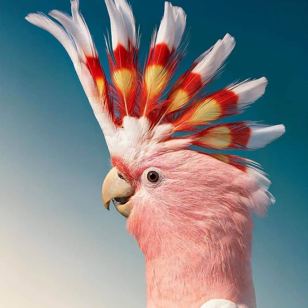 エイミー・セダリスさんのインスタグラム写真 - (エイミー・セダリスInstagram)「#Mondee @birdsonearth ・・・ The beautiful crest on the heads of cockatoos is one of the things that sets them apart from other parrots. However, they share the longevity of many members of the parrot family, and have a very similar life span to humans. By:@timflachphotography @birdsonearth」6月29日 21時34分 - amysedaris