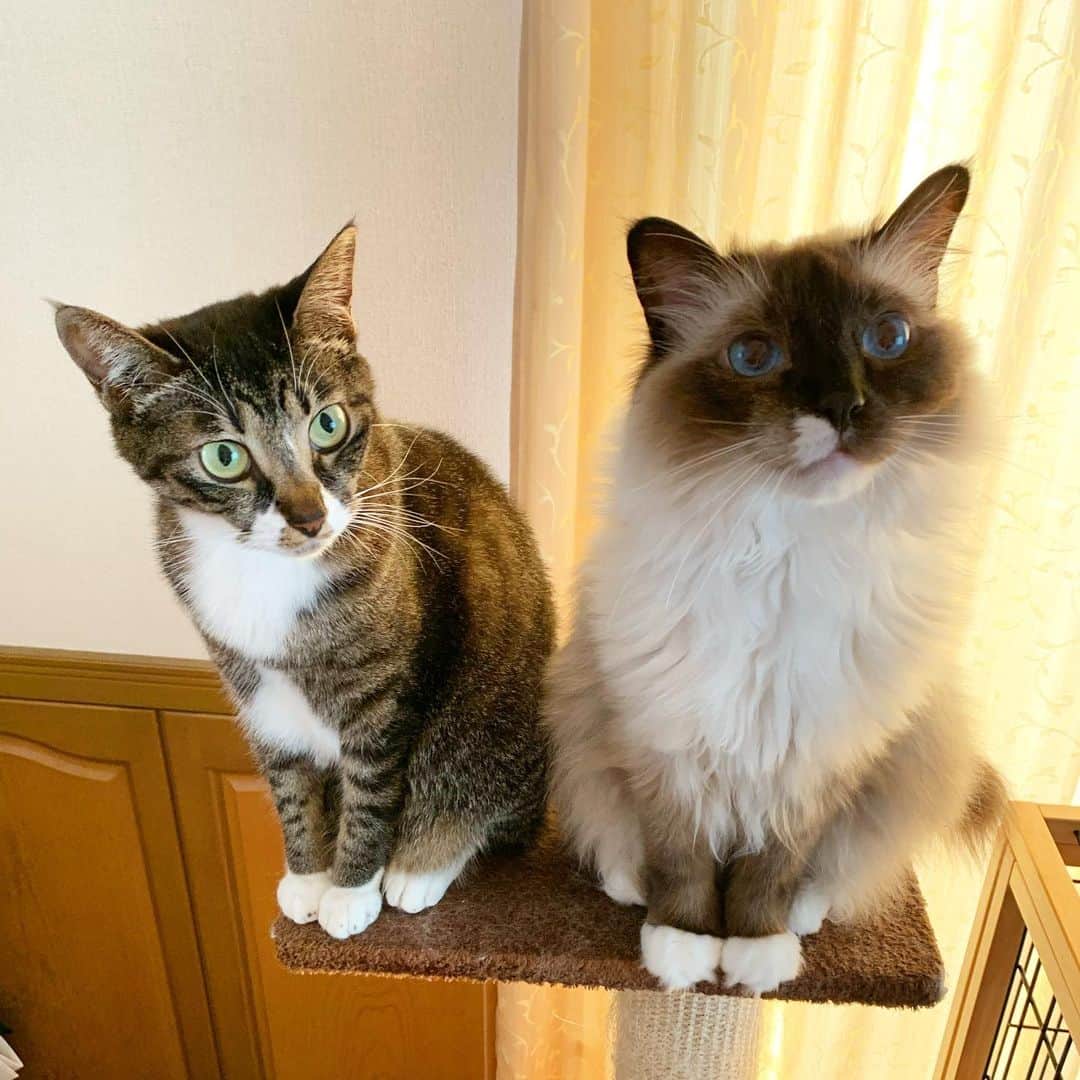 takegaeruのインスタグラム：「白おててちゃんズ😚❤️ #cat #猫 #ragdoll #ラグドール #ホワイトポッチーズ #よもねこ #よもぎねこ #キジトラ #きじとら」