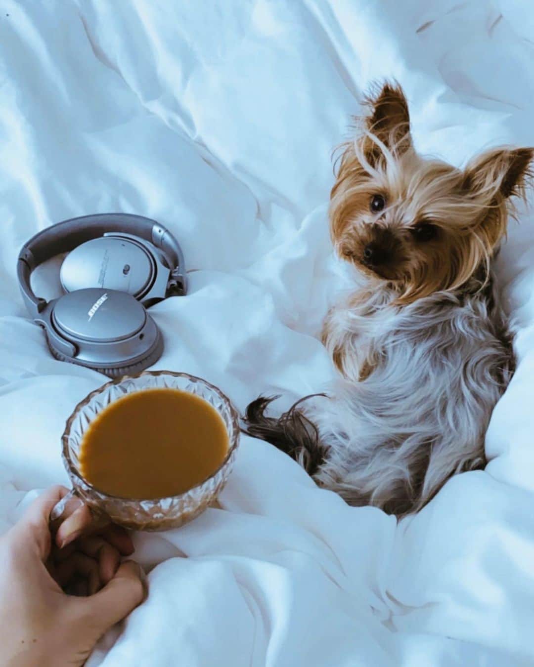 BOSEさんのインスタグラム写真 - (BOSEInstagram)「You know who's loving all this? Our dogs. ➡️ Thanks for always loving us and keeping us sane. Share your furry friends using #MyBose for a chance to be featured! ​ 📸: @carlyabooth, @jcpoo, @brentddunfee & @hannamarielelid ​」6月29日 22時07分 - bose