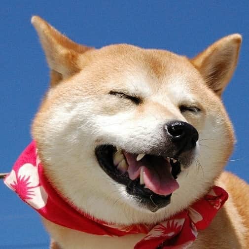 柴子のインスタグラム：「【ご報告】Twitterでも報告しましたが、本日、我が家の愛犬、柴子(仮名)が旅立ちました。17歳10ヵ月、大往生かと思います。ここ数日は食事もろくに採れなくなり、痩せていく姿を見るのは辛かったです。眠るように息を引き取ったそうです。これまで柴子(仮名)を見てくださった皆様に感謝いたします。ありがとうございました。 My dog shibako, she passed away today.  Thanks for all the people loved her.  #柴犬　#shibainu」