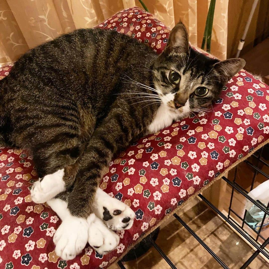 takegaeruのインスタグラム：「嫁ちゃんiPhoneに機種変で画質劇的改善📷 てんちゃんの可愛らしさもマシマシです😽 #猫 #cat #よもねこ #よもぎねこ #キジトラ #きじとら」