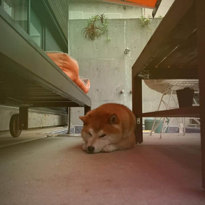 柴犬 たろさんのインスタグラム写真 - (柴犬 たろInstagram)「… Androidで撮った写真をアップしようとしたら、文字入力が面倒だったので🦦 アップした後、iPhoneで、文字入力してる！ 笑笑 ✩.*˚ #shibainu #柴犬 #Japanesedog」6月29日 22時25分 - tarochantarochan
