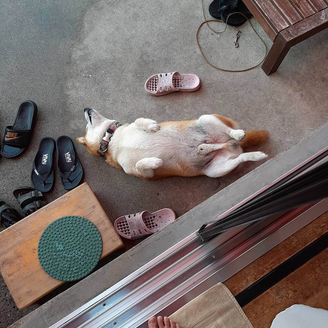 柴犬 たろさんのインスタグラム写真 - (柴犬 たろInstagram)「… Androidで撮った写真をアップしようとしたら、文字入力が面倒だったので🦦 アップした後、iPhoneで、文字入力してる！ 笑笑 ✩.*˚ #shibainu #柴犬 #Japanesedog」6月29日 22時25分 - tarochantarochan