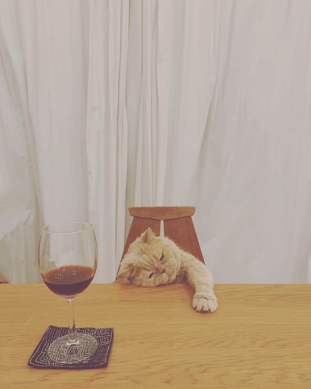 濱中鮎子さんのインスタグラム写真 - (濱中鮎子Instagram)「チャイ男爵。お疲れの様子で。(カリカリで釣っている)  #cat #ネコ #小心者の親分 #チャイ坊 #チャイ #chai #britishshorthair #ブリティッシュショートヘア #クラッシュフェイス #ぶチャイく #愛の交歓」6月29日 22時34分 - ayukohamanaka