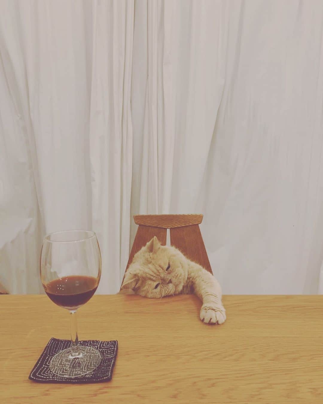 濱中鮎子のインスタグラム：「チャイ男爵。お疲れの様子で。(カリカリで釣っている)  #cat #ネコ #小心者の親分 #チャイ坊 #チャイ #chai #britishshorthair #ブリティッシュショートヘア #クラッシュフェイス #ぶチャイく #愛の交歓」