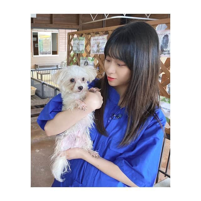 金子みゆさんのインスタグラム写真 - (金子みゆInstagram)「🐶﻿ わんこに好かれないんだけど、、、😅🙃﻿ ﻿ 人間には好かれたいですね(^-^)」6月29日 22時37分 - kaneko_miyu0813