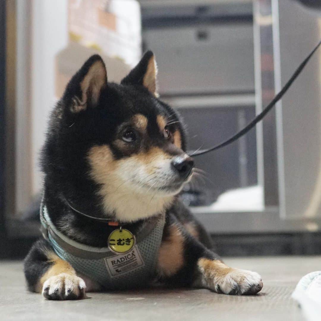 黒豆柴こむぎのグルメインスタ