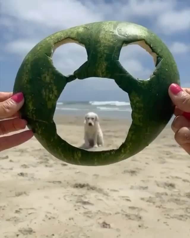 The Critter Havenのインスタグラム：「Watermelon Mask  Video by @ladyandtheblues  #TheCritterHaven」
