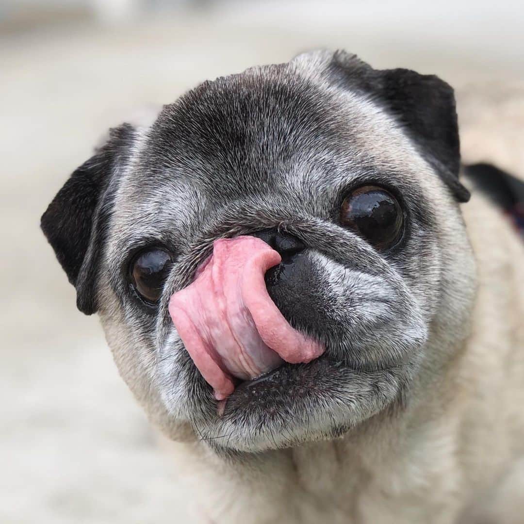 八兵衛のインスタグラム：「Hachibei 👅 * * *  #ほぼ黒パグ #おじいちゃん犬 #pug #puggy #puglife #puglove #petstagram #pugstagram #pugsofinstagram #pugs #dog #ふわもこ部  @igersjp #IGersJP #east_dog_japan #pecoイヌ部 #八兵衛 #はちべえ #朝ワンコ夕ニャンコ」