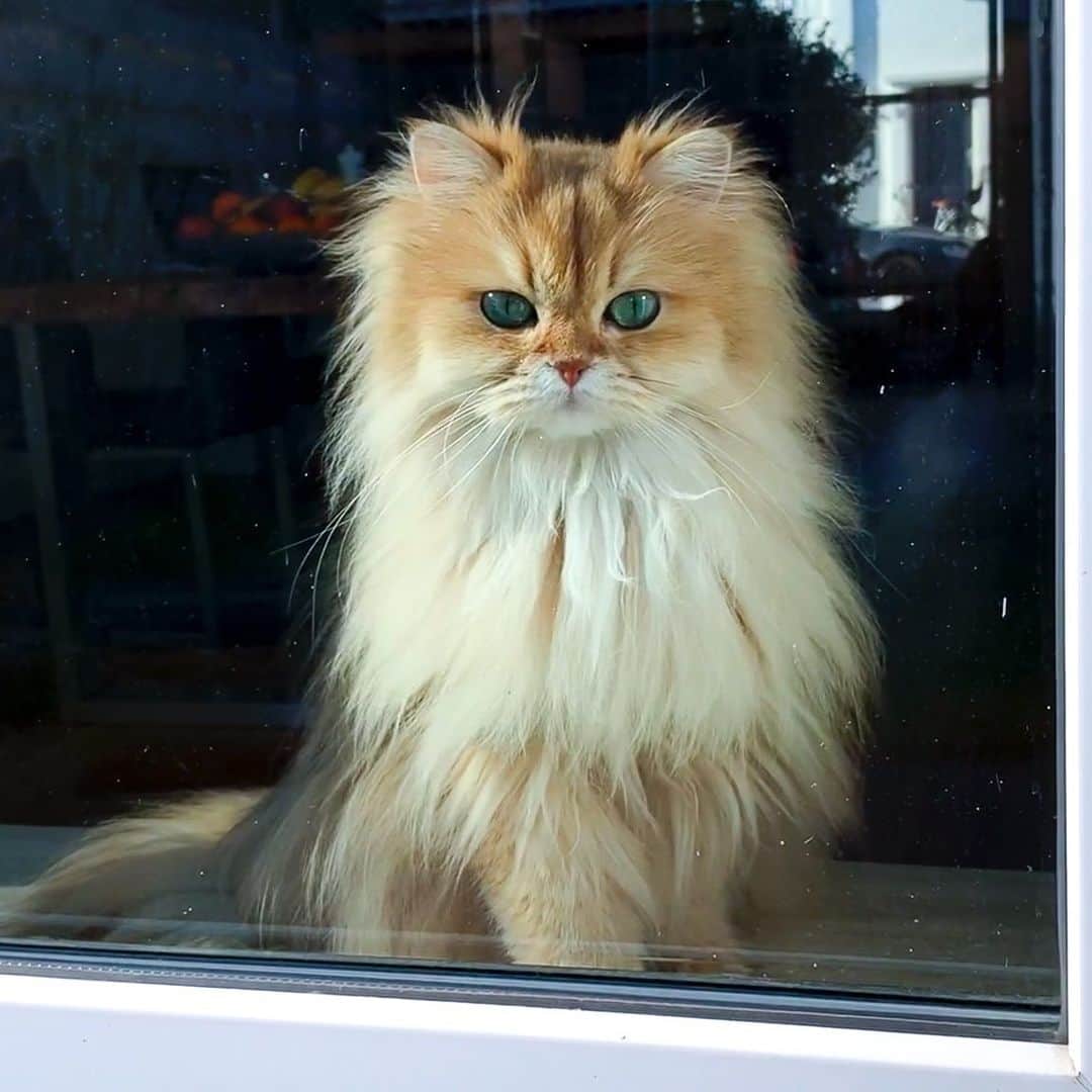 Smoothieのインスタグラム：「Fulltime window stalkers! 🎥 New YouTube video, link in bio!」