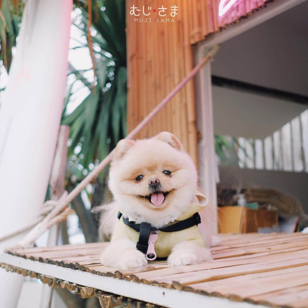 むじさまさんのインスタグラム写真 - (むじさまInstagram)「🥰 🌴」6月29日 22時48分 - mujisama