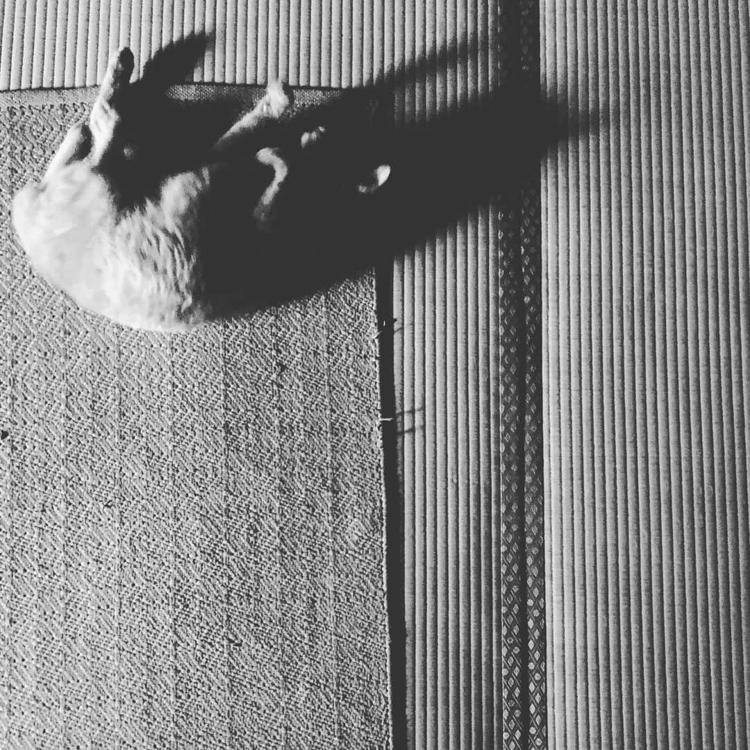 のインスタグラム：「化けそうだよ。 #猫 #cat」