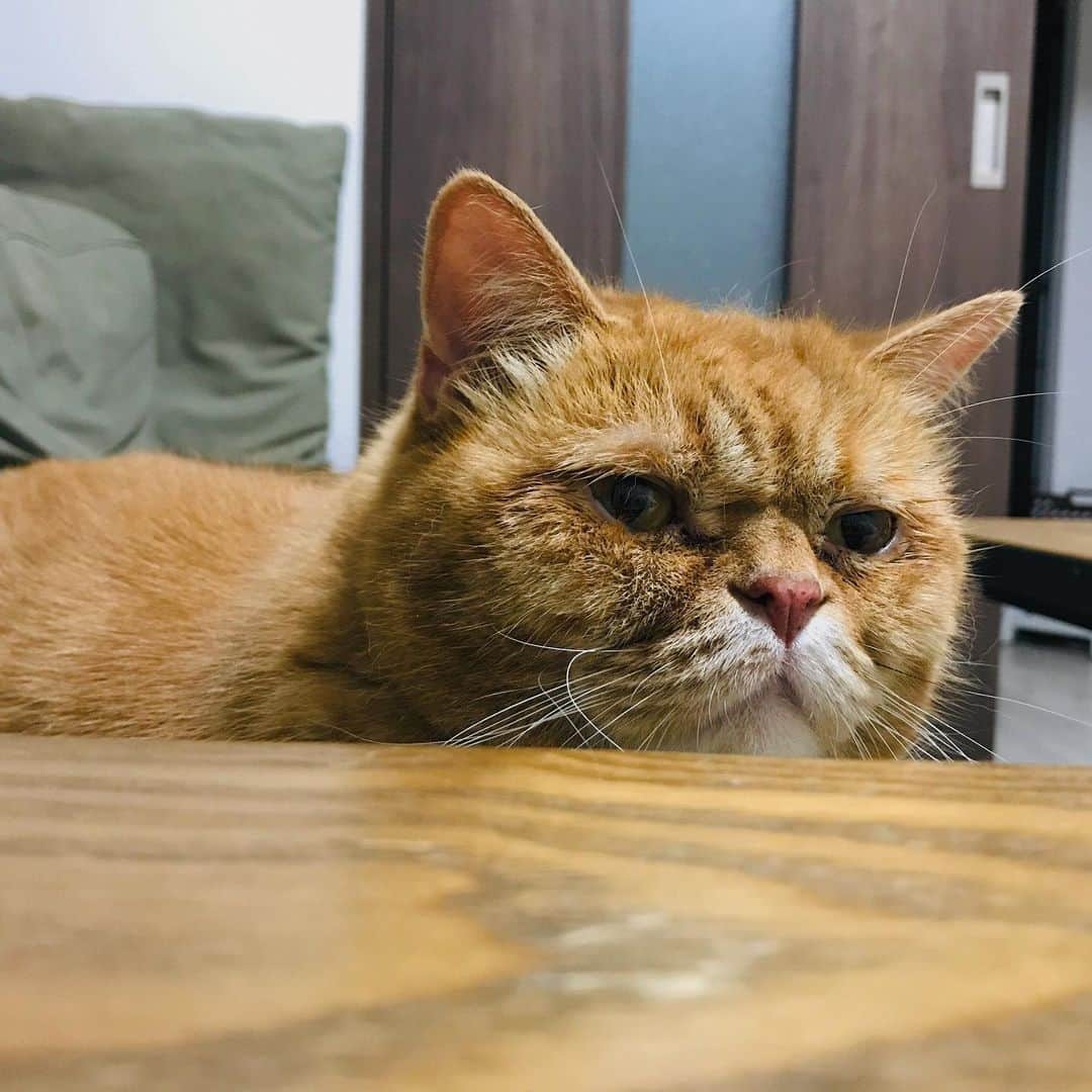 umeのインスタグラム：「遠くにいってもうてる。 ・ ・ ・ #おまめ #🐈」