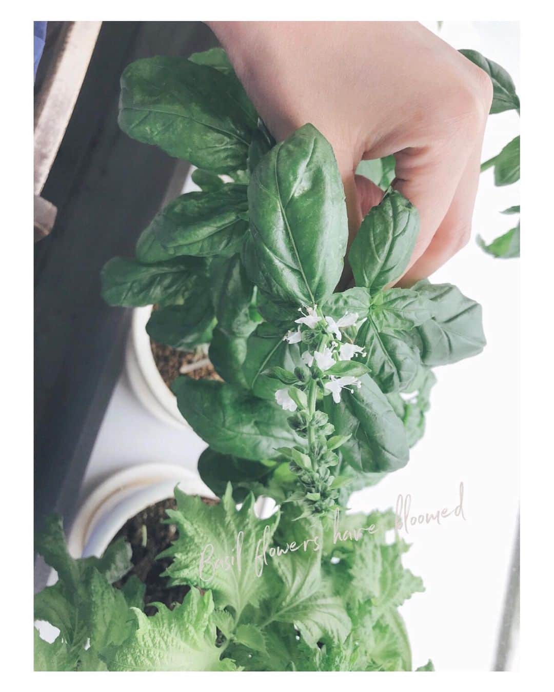 のインスタグラム：「Little white flowers﻿ ———————————————————————﻿ ﻿ ﻿ ﻿ ﻿ ﻿ スクスク育ったバジルに白い花が咲いた。﻿ ちょっと大きくなりすぎたので、摘んでサラダに🥗﻿ ﻿ ﻿ ﻿ バジルの良い香りに癒される。﻿ ﻿ ﻿ 摘んでは育ち摘んでは育ちの繰り返し。﻿ 次回はジェノベーゼソースでも。﻿ ﻿ ﻿ ﻿ ﻿ ﻿ #basil #badilflowers #whiteflower #littleflower ﻿ #salad #flower #green #バジル #バジル栽培 #いい香り #摘んで #サラダ #緑」