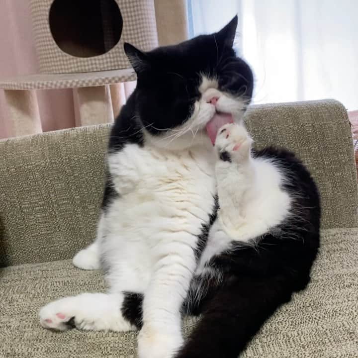 nemuru_catのインスタグラム