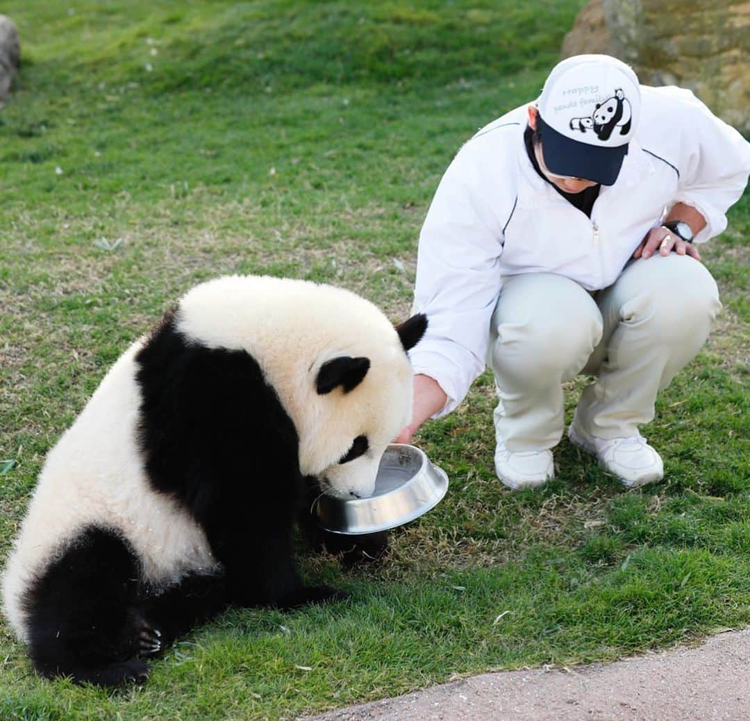 パンダ（白浜）さんのインスタグラム写真 - (パンダ（白浜）Instagram)「🍼 🍼 🍼 GOT MILK ? #結浜 🍼 🍼 🐼😊🐼 #ADVENTUREWORLDPANDAS #baby #HELLOLITTLE #pandamental #hellopanda #ハローリトル #ハローパンダ #パンダグラビア #パンダ　and #panda #pandababy 🐼🐼🐼」6月29日 23時11分 - hellopanda_book