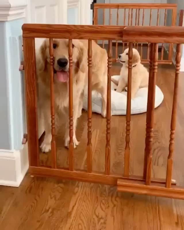 DogsOf Instagramのインスタグラム：「“I can’t stop laughing 😂 (sound on)” writes @winstonthegoodboygolden  #dogsofinstagram」