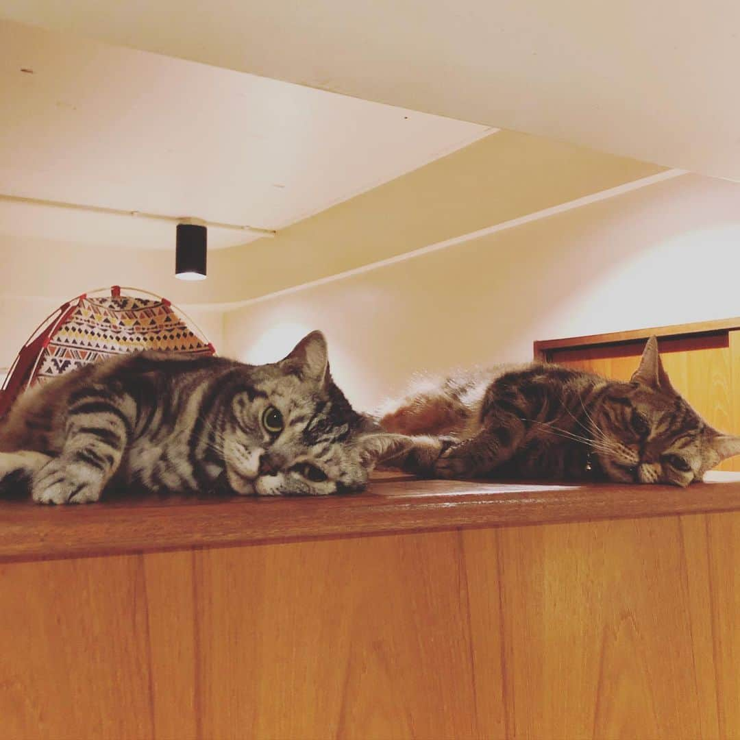 chai0219さんのインスタグラム写真 - (chai0219Instagram)「おやすみなさい😘  #americanshorthair #kitty #kitten #cat #cats #catstagram #neco #アメショ #アメショー #アメリカンショートヘア #ねこ #猫 #ネコ #にゃんこ #ニャンコ #ねこ部 #猫もふ #ねこのきもち #ねこのいる生活 #ねこのいる暮らし #慢性腎不全猫 #慢性腎不全闘病中」6月30日 0時12分 - chai0219