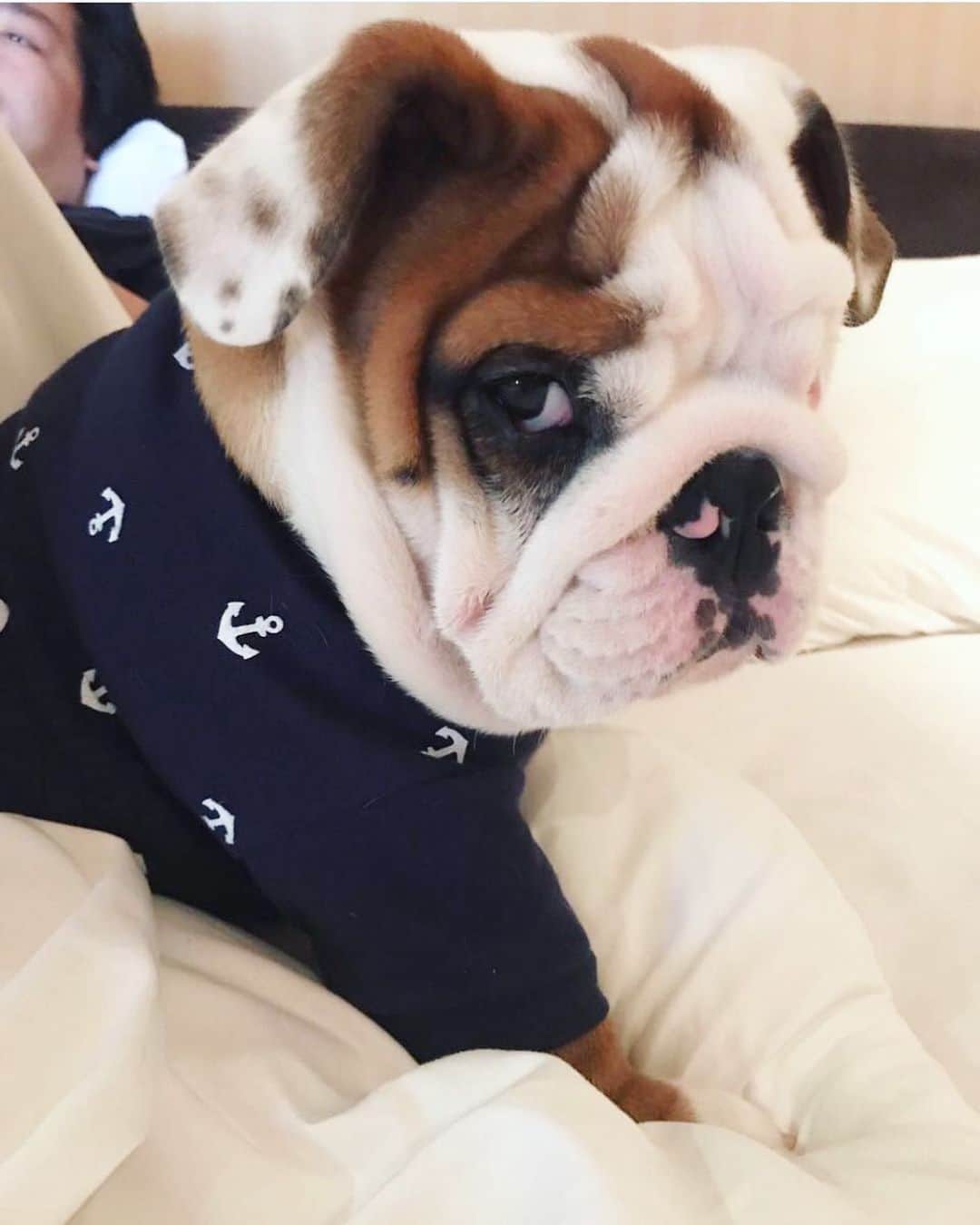 Bodhi & Butters & Bubbahのインスタグラム：「Monday?! Again?!?! . . . . . #if #side #eye #could #kill #laugh #funny #bulldog #puppy #cute #monday #work #life #dogsofinstagram #bestoftheday #smile 💕 @roquefort_thebulldog」
