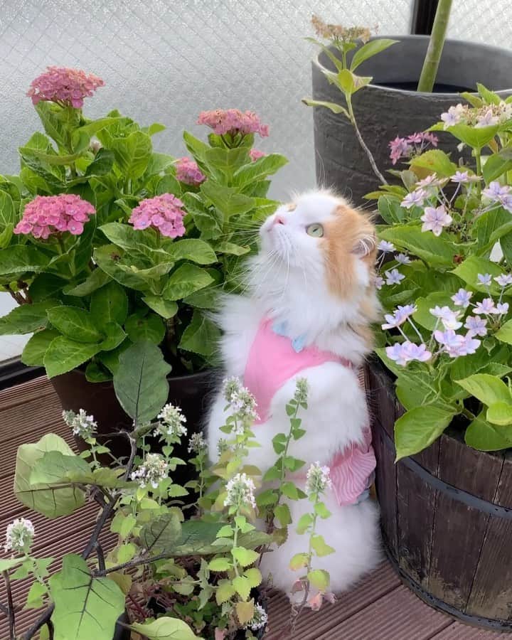 のインスタグラム：「It's like Peter Rabbit's cat, right? 🐰📔 . もう、バルコニーで遊んでるイクラちゃんがピーターラビットの絵本の世界にしか見えなくなってしまったので、ドレス着せてみました😂🐹 本人(猫)は気にせず風に揺れる枝で遊んだりしてました✨ . #モペットちゃんのおはなし  #weeklyfluff #catsofinstagram #peterrabbit #scottishfold #cat #adorable #catlover #meowed #cats_of_world #bestmeow #angel #catlife #catoftheday」