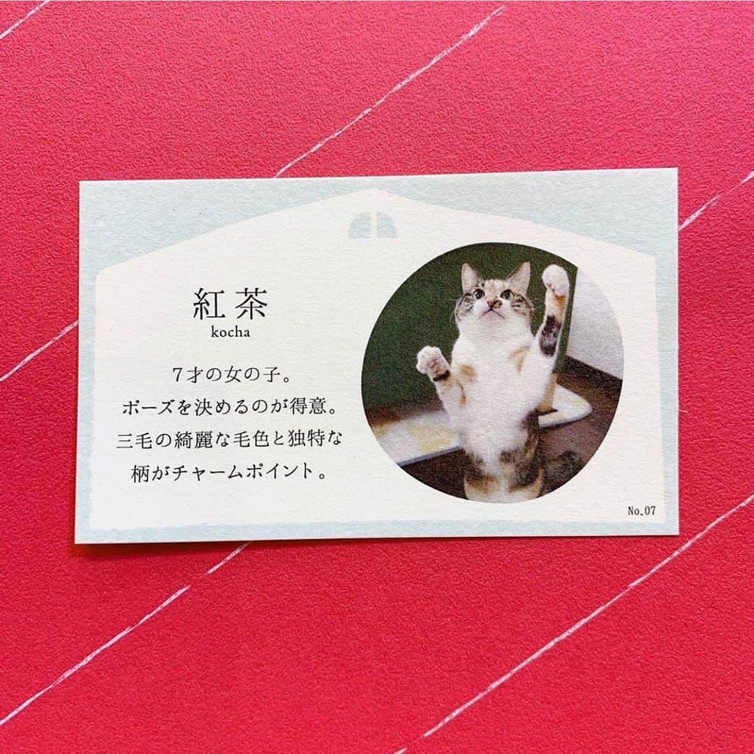 marikill66さんのインスタグラム写真 - (marikill66Instagram)「✼ 『おうちで猫博』 紅茶の原画😸🖼✨ * * #repost @uchinonekohaku ・・・ ・ 【おうちで猫博🚩オンライン原画展🚩No.7】 紅茶/KOCHA(7歳のメス) ・ ※sold out ✳︎✳︎✳︎✳︎✳︎✳︎✳︎✳︎✳︎✳︎✳︎✳︎✳︎✳︎✳︎✳︎✳︎✳︎✳︎✳︎✳︎✳︎✳︎ 『おうちで猫博』 今年はおうちでも猫博をお楽しみいただけるよう、Instagramで原画をご紹介しております！ ※おびやまち店のみ下記の日程で原画を展示しております。 《原画展日程》 ●前期 2020.6.26(金) 〜7.26(日) ●後期 2020.7.28(火) 〜8.26(水) ✳︎✳︎✳︎✳︎✳︎✳︎✳︎✳︎✳︎✳︎✳︎✳︎✳︎✳︎✳︎✳︎✳︎✳︎✳︎✳︎✳︎✳︎✳︎ ・ ・ #ペーパーメッセージ #papermessage #okubojunko#うちの猫博 #猫 #猫博 #猫フェア #猫イベント #ねこ #ネコ #ねこ部  #猫グッズ #cat#ilovecat #にゃんこ #ニャンスタグラム #猫スタグラム #にゃんスタグラム #猫好き#ねこら部 #ねこのいる生活 #ねこのいる暮らし #ねこグッズ #ネコグッズ  #ねこちゃん#おうちで猫博#原画 * * #fukukohakushinchaart #marikill66_0630」6月30日 0時31分 - marikill66