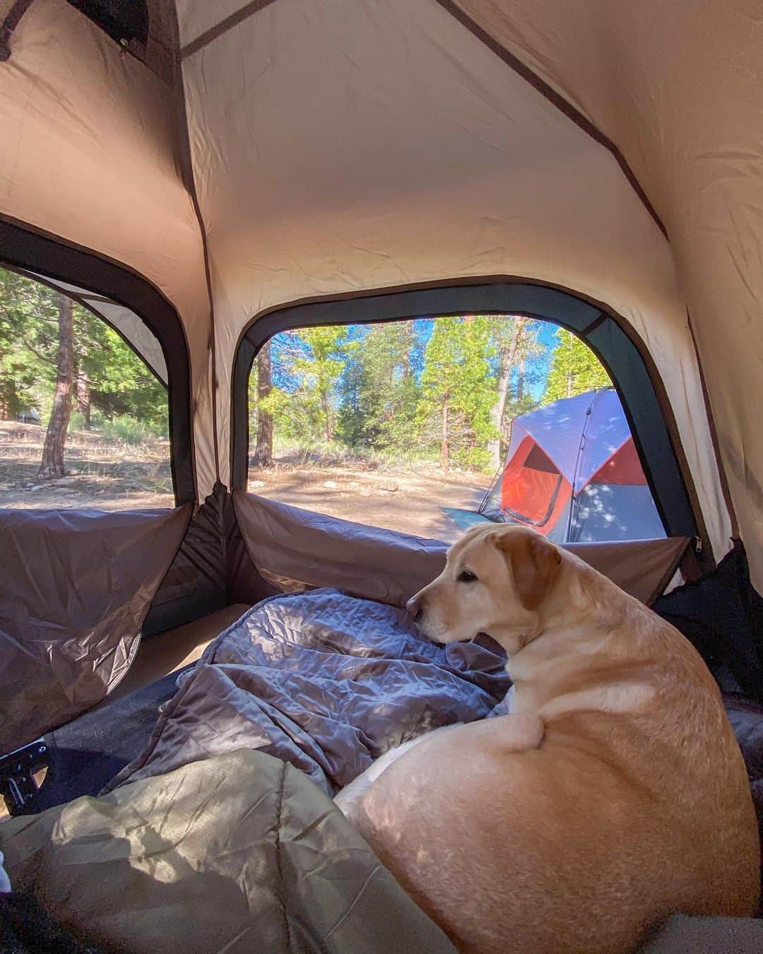 Jeff Bernatのインスタグラム：「🏕」