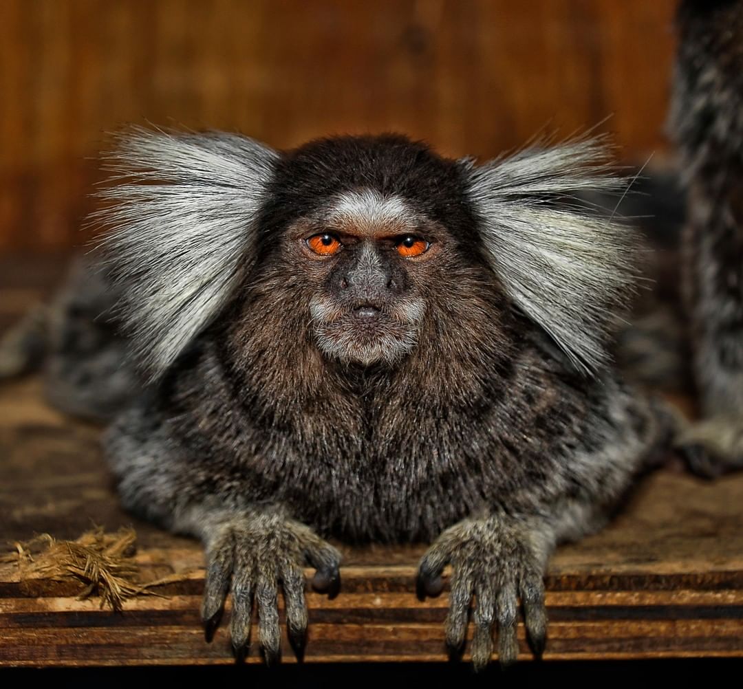 アニマルプラネットさんのインスタグラム写真 - (アニマルプラネットInstagram)「Us waking up on Monday! 😴  This grumpy-looking but adorable creature grows white colored tufts on either side of its face as it ages. Talk about bedhead! . . #monkeys #monkeysofinstagram #chimp #orangutans #primate #babymonkey #gorillas #elephant #monkeymonday #monkey #photooftheday」6月30日 1時00分 - animalplanet