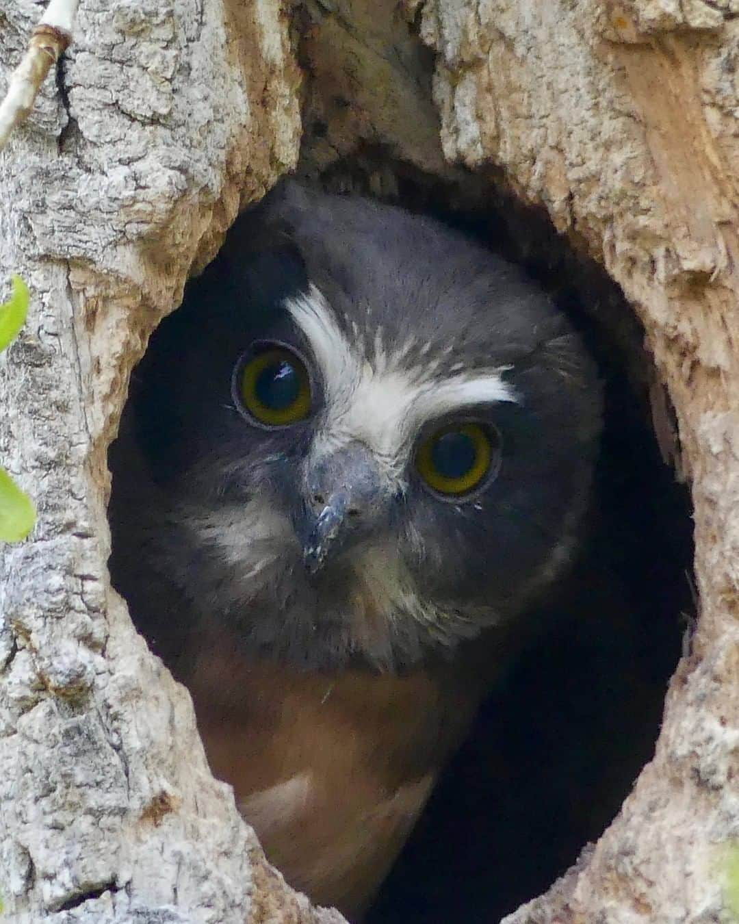 Discoveryさんのインスタグラム写真 - (DiscoveryInstagram)「Is it owlready Monday again? . . Photo: Day Scott (@wilderness_goddess) . . #mondays #owlsofinstagram #peekaboo #mondaymotivation #potd #wildlife_perfection #naturelovers #birdsofinstagram #birdlovers」6月30日 1時01分 - discovery