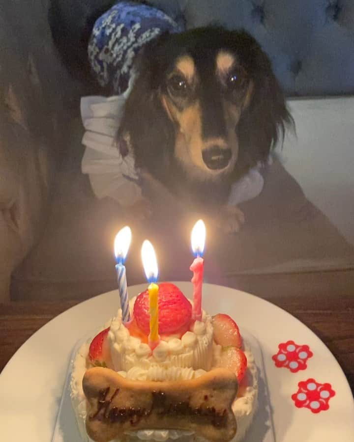 小日向えりのインスタグラム：「きな粉　3歳のお誕生日🎂👏🎉 賢くて、可愛くて、人懐っこくて みんなに愛されるきな粉さん。  いつも癒してくれてありがとう❤️ これからもずっと仲良しだよ。 元気でいてね。  大好き❤  #ミニチュアダックスきな粉 #ミニチュアダックスフンド」