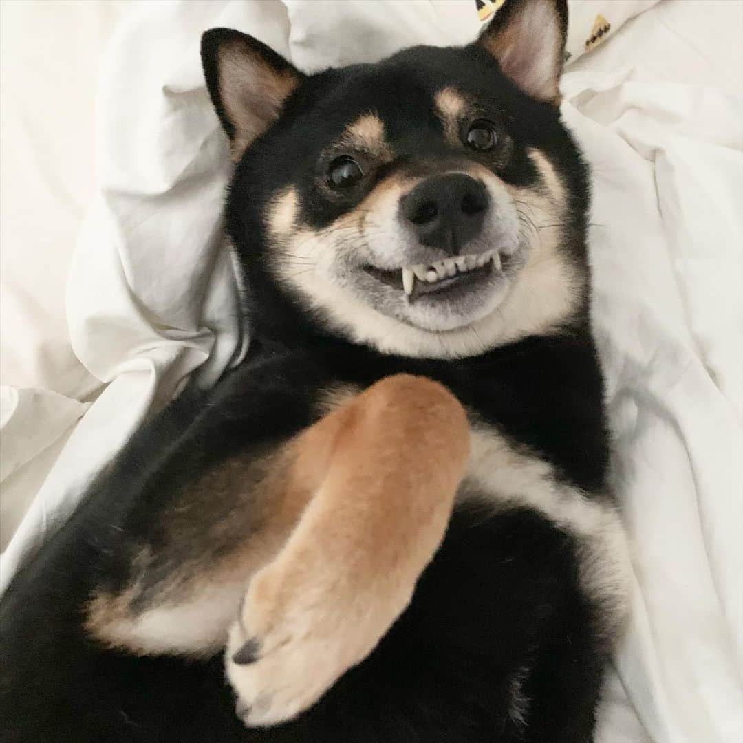 ?Fricko the Shiba Inu?のインスタグラム：「Wake up to this face 🤣 🐾 🐾 🐾 🐾 #Keaton #🐶 #shiba #shibainu #dog #柴犬 #黒柴 #子犬 #shibalovers #shibaholics #dogoftheday #dogslife #weeklyfluff  #dogstagram  #dogscorner #shibapuppy #puppiesofinstagram」