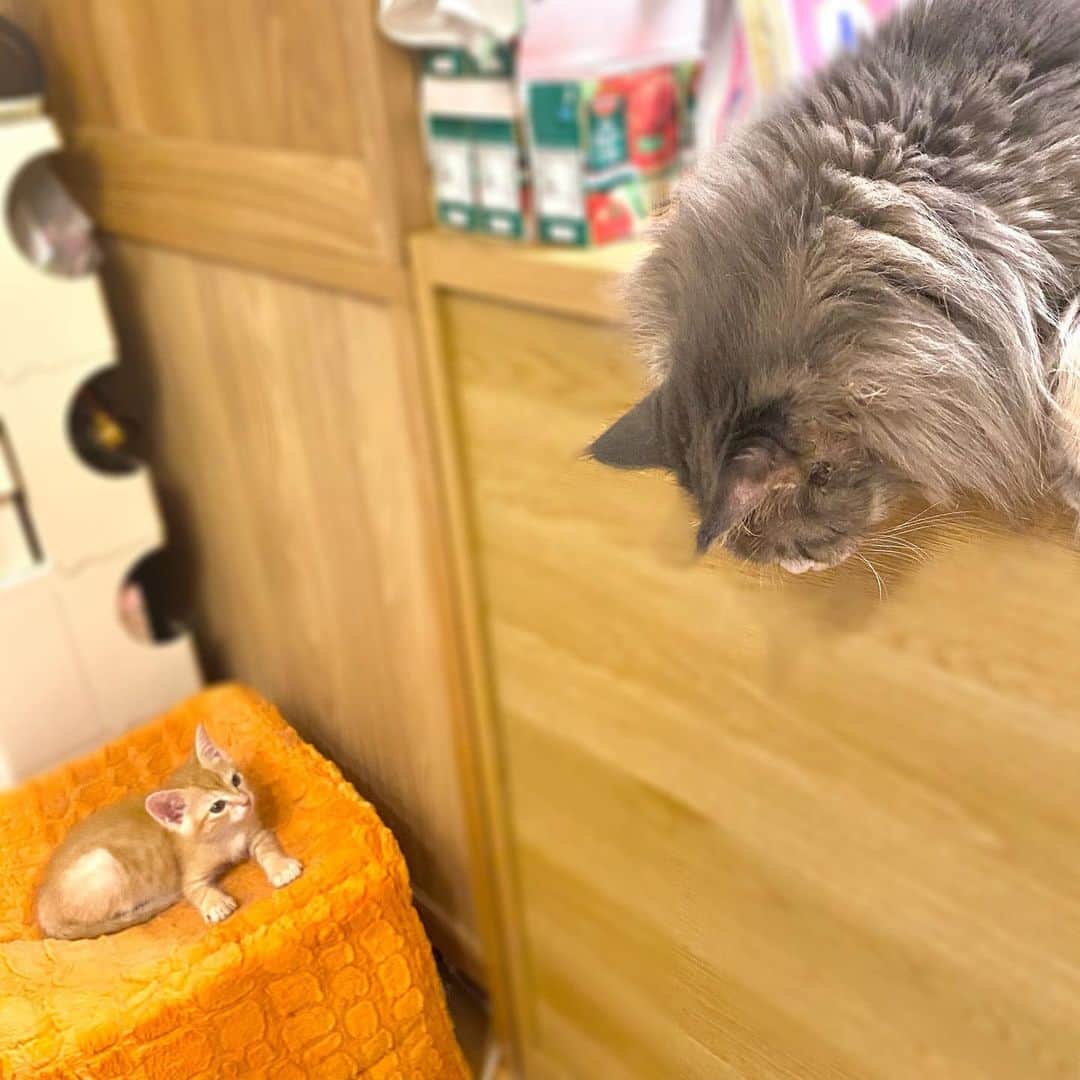 のインスタグラム：「首を垂れて仔猫を見守る _  #ぷーぷー #ねこ #猫 #メインクーン #cat #catstagram #catsagram #catsofinstagram #cats_of_world #catlover #catlovers #catholic #cat_of_instagram #catlife #mainecoon #mainecoonlife #mainecoonlover #fluffy #bigcat #ねこ部 #ふわもこ部 #メインクーン部  #にゃんすたぐらむ #ねこすた #ねこすたぐらむ  #ねこと暮らす #ぺーぽん #保護猫」