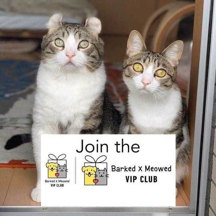 Aww Clubさんのインスタグラム写真 - (Aww ClubInstagram)「Join the “Barked X Meowed VIP Club” for monthly rewards! 🐾 Refer your friends to join for a chance to win an extra $100 Amazon Gift Card!⠀⠀⠀⠀ ⠀⠀⠀⠀ 🎁 Tap the link in bio and join the “Barked X Meowed VIP Club” now!⠀⠀⠀⠀ ⠀⠀⠀⠀ 📷@curlysnow0915⠀ ⠀⠀⠀⠀ #meowed #barkedmeowedvip #curlysnow0915 #Rewards #Gift #members #VIP」6月30日 2時00分 - meowed