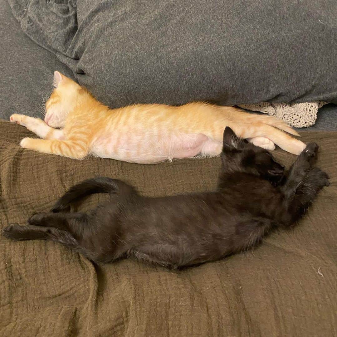 のインスタグラム：「猫ベッドもあるのに人ベッドを占拠する奴ら _  #ぺーぽん #cat #kitten #catstagram #catsofinstagram #catsagram #babycat #子猫 #保護猫 #保護ねこ #仔猫 #ねこ #cat_of_instagram #cat_of_world #catlife #catlover #catlovers #fluffy #fluffycat #にゃんすたぐらむ #ねこすたぐらむ #仔猫 #blackcat #orangecat」